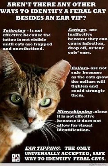 How To Trap Feral Cats - Cat Man Chris 