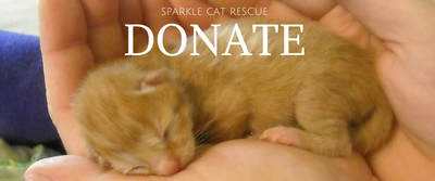 $50.00 Donate to SCOOP in Honor of Someone Special Cat Rescue 